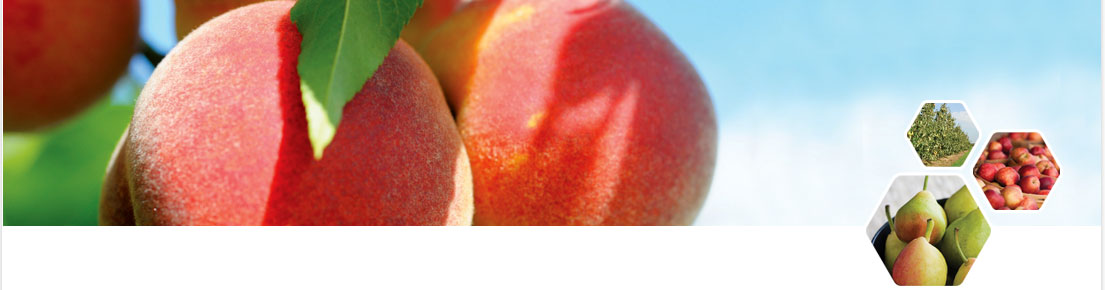 banner_bettlejuice