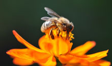 news_bee