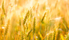 news_bioattract