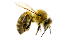 Polynate - Keeping the Bees Buzzing