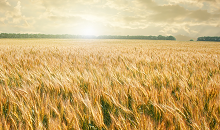 Bioattract Heli Registration Granted in South Africa